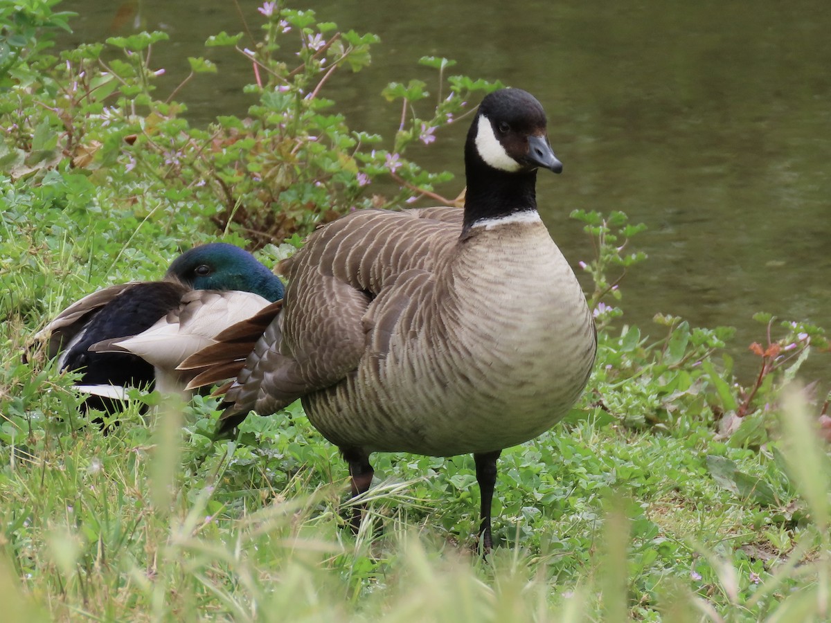 Cackling Goose - Alane Gray