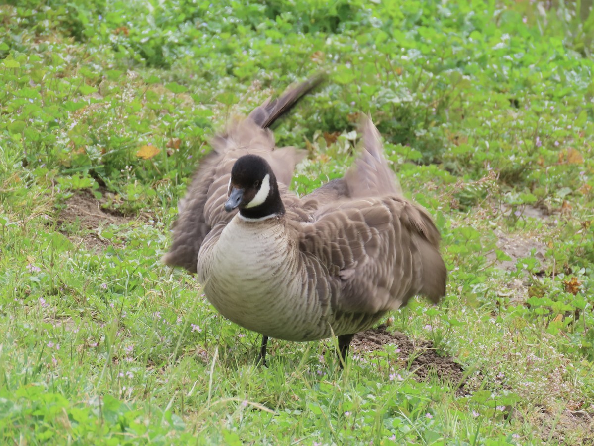 Cackling Goose - Alane Gray