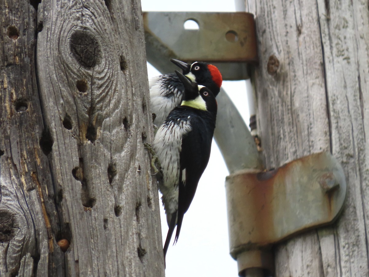 Acorn Woodpecker - Alane Gray