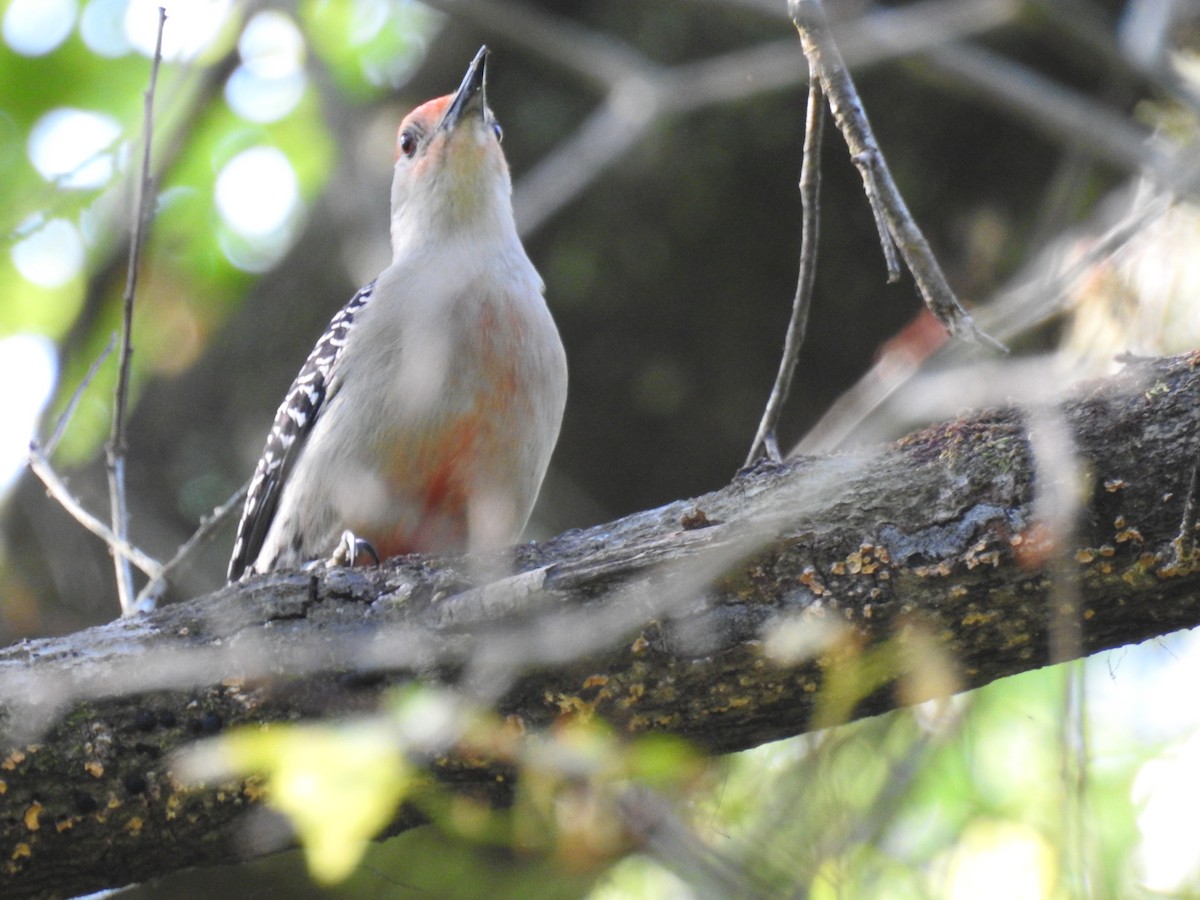 Red-bellied Woodpecker - Kathryn Cowdery