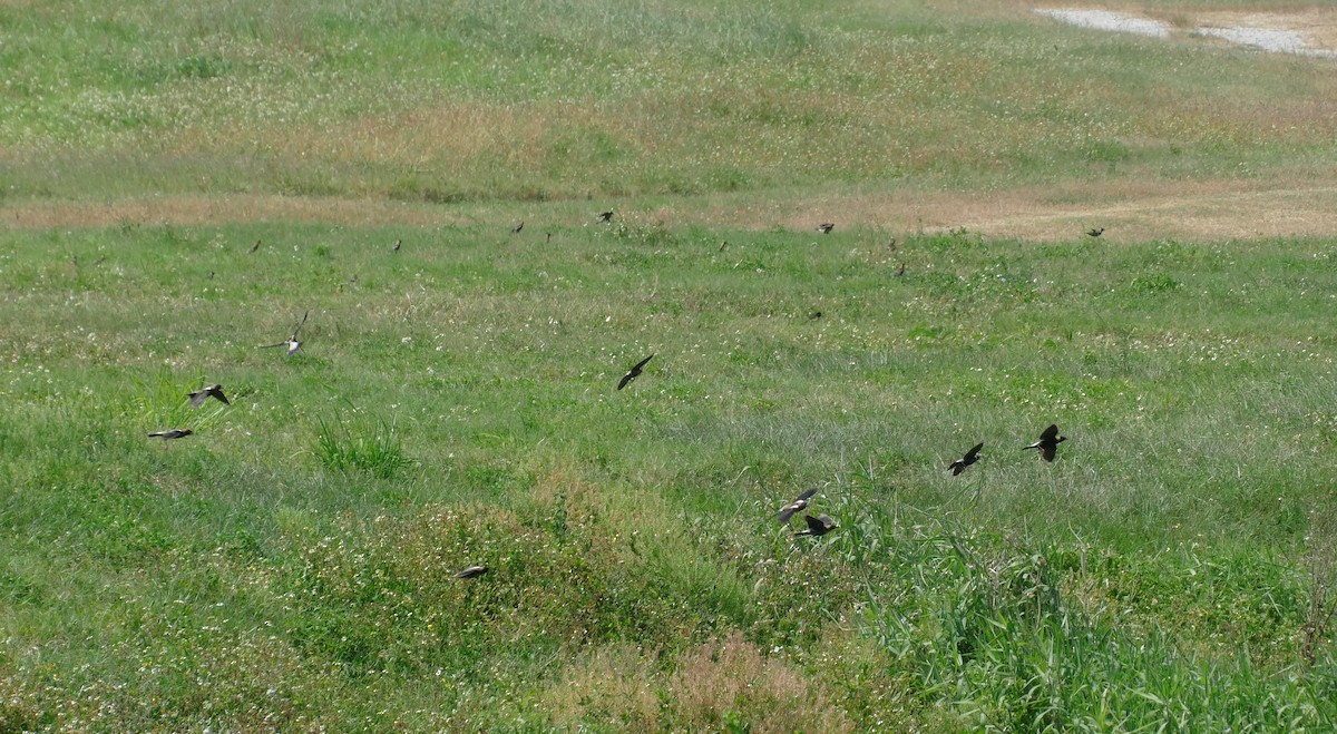 Bobolink - Ron Smith