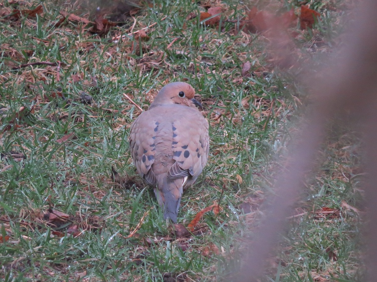 Mourning Dove - Garrett MacDonald