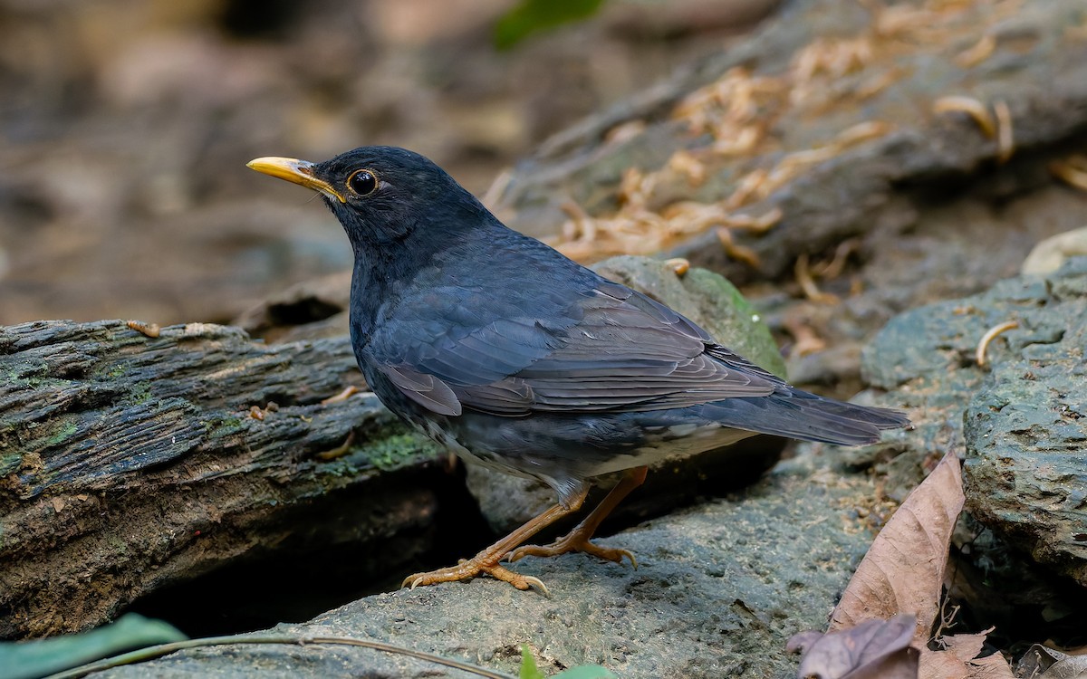 Japanese Thrush - Peter Kennerley