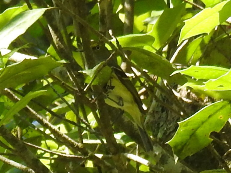 White-eyed Vireo - Kathryn Cowdery