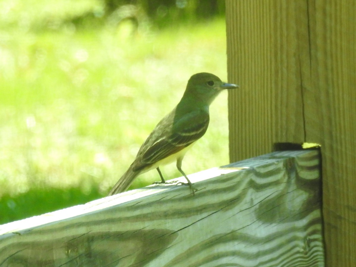 Great Crested Flycatcher - ML617984678