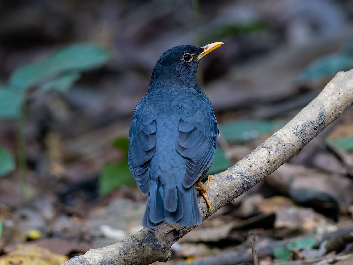 Japanese Thrush - Peter Kennerley