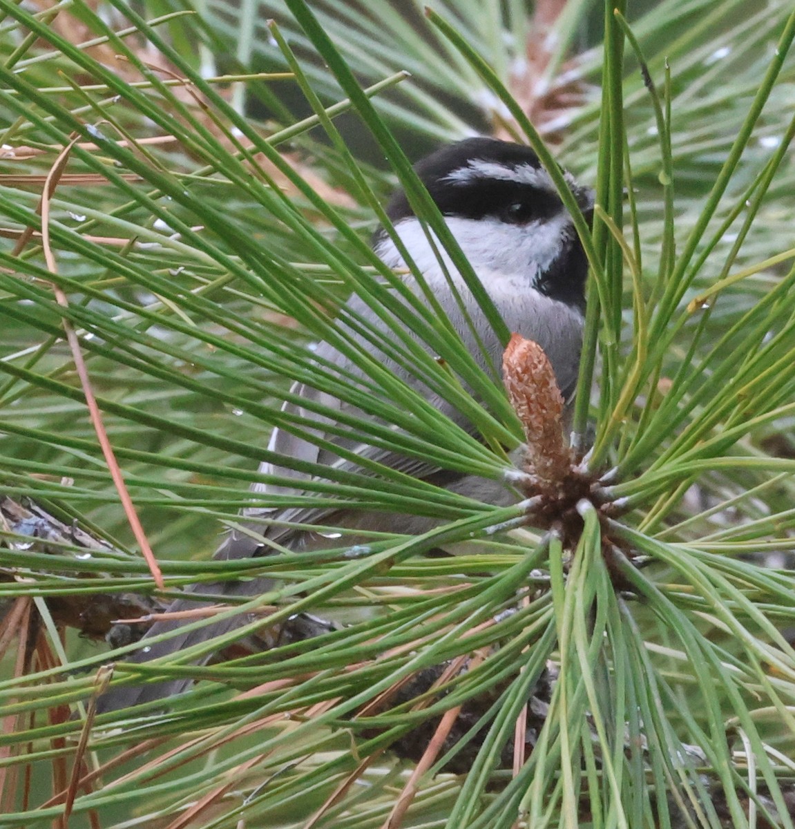 Mountain Chickadee - Jim Parker