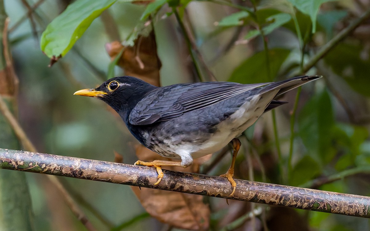 Japanese Thrush - Peter Kennerley