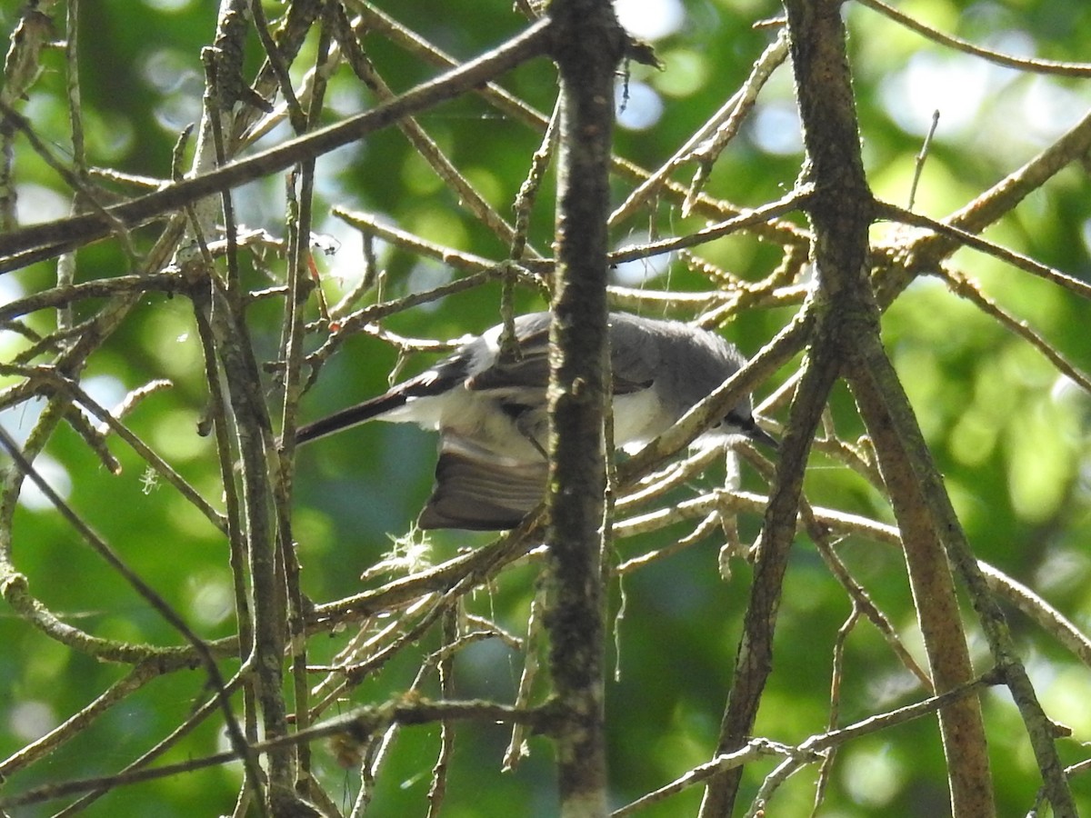 Blue-gray Gnatcatcher - ML617984704