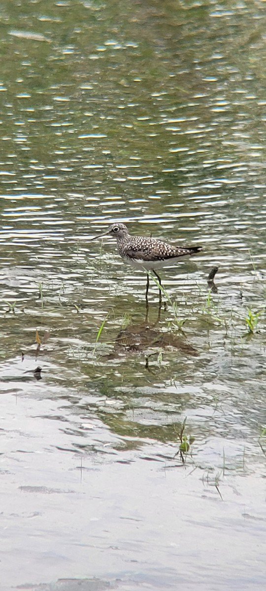 Solitary Sandpiper - ML617984713