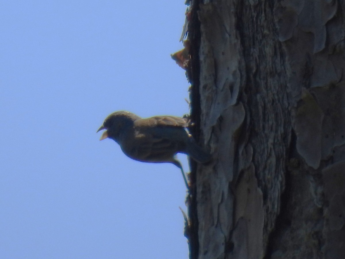 Indigo Bunting - ML617984717