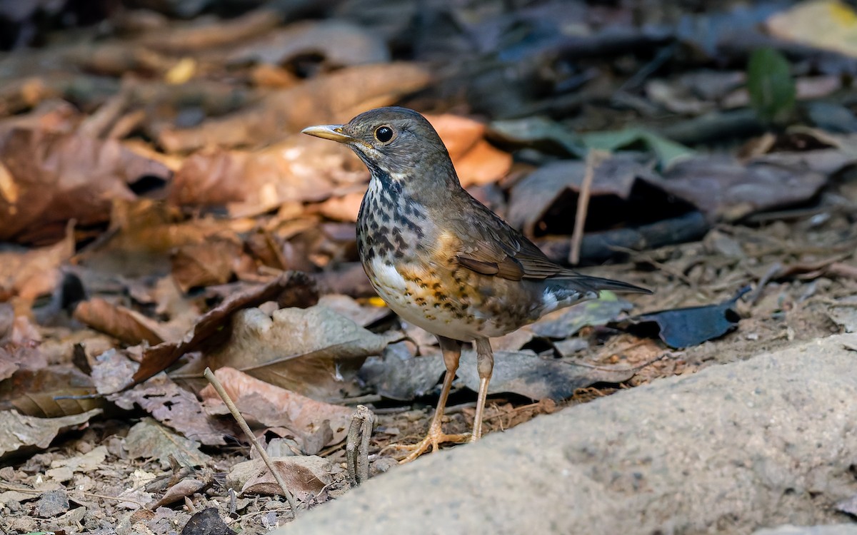 Japanese Thrush - ML617984738