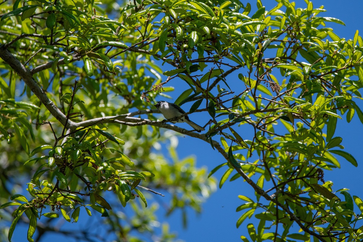 Blue-gray Gnatcatcher - ML617984743