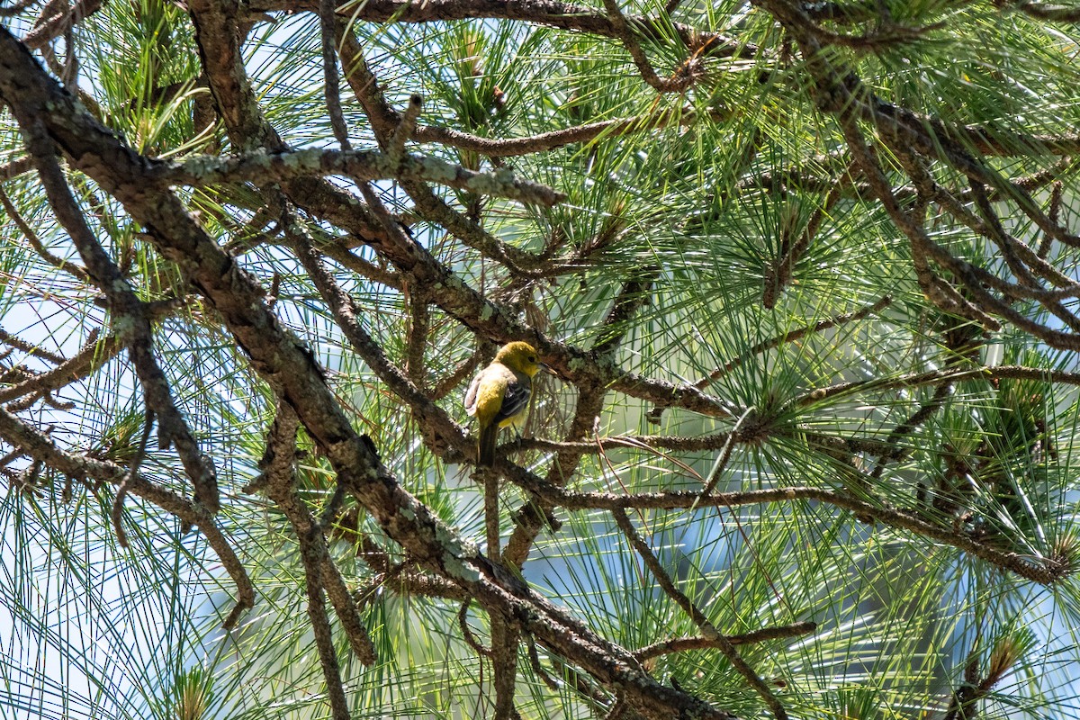 Orchard Oriole - ML617984746