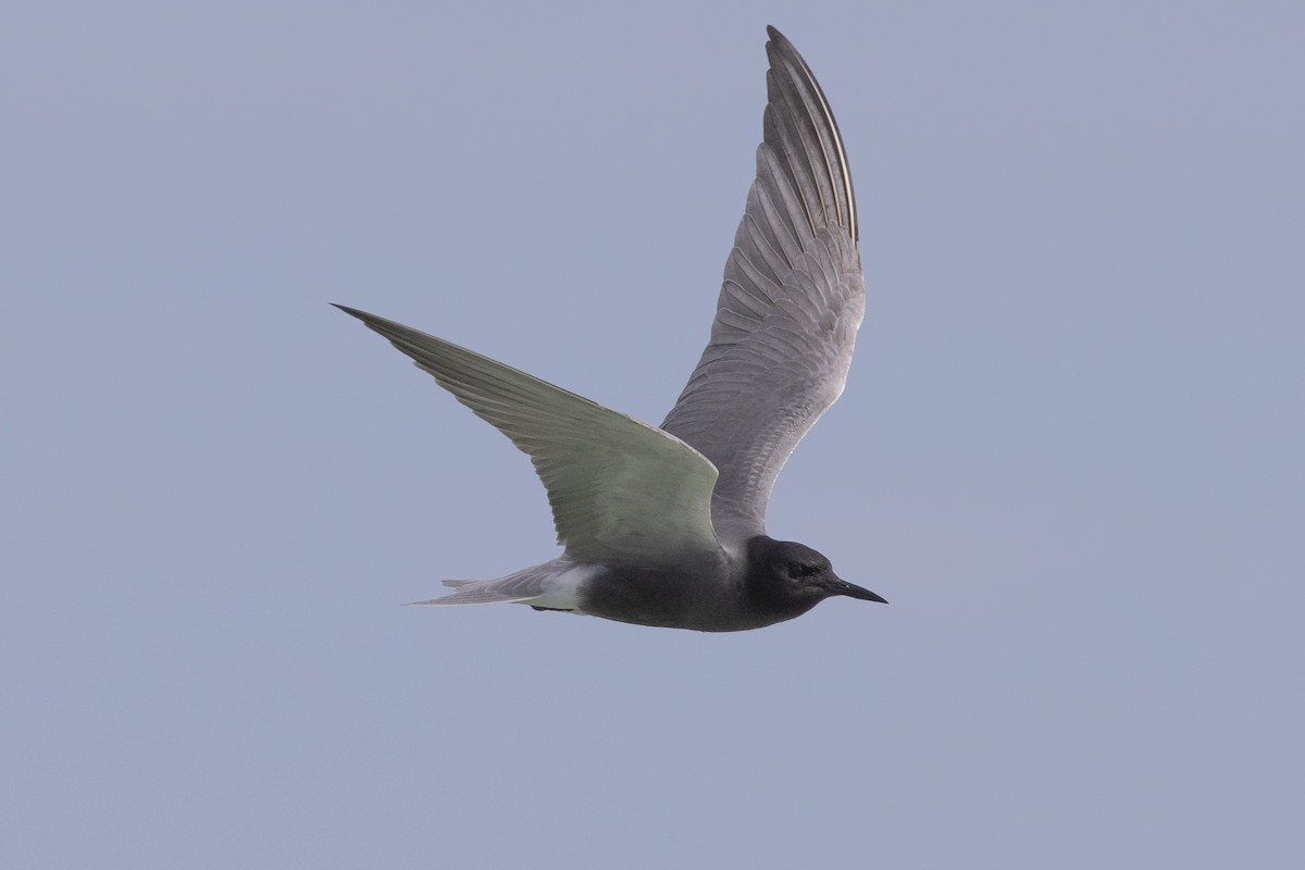 Black Tern - ML617984747