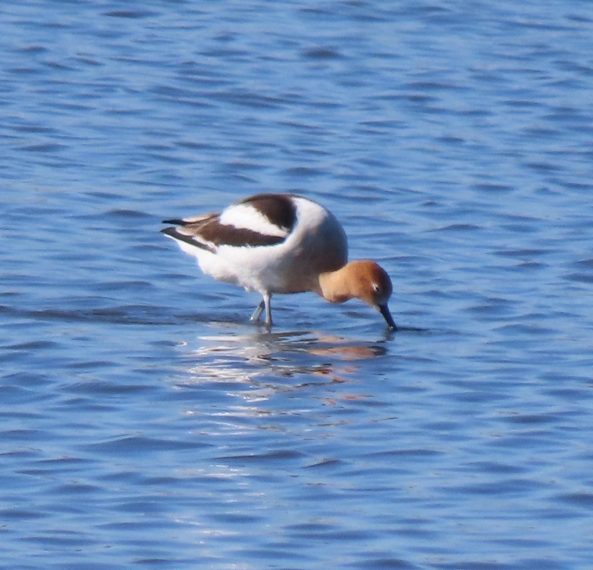 American Avocet - ML617984773