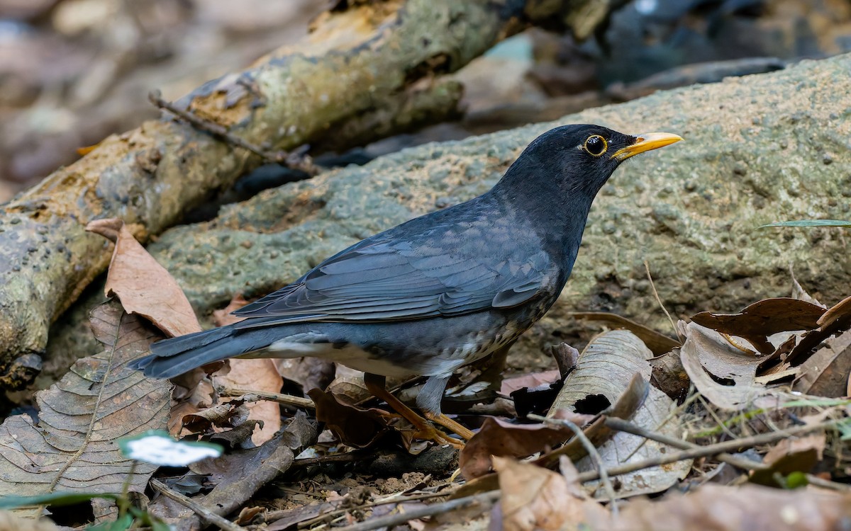 Japanese Thrush - ML617984795