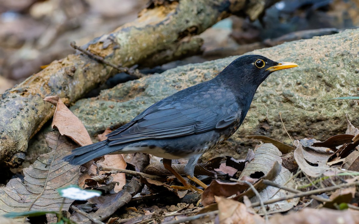 Japanese Thrush - Peter Kennerley