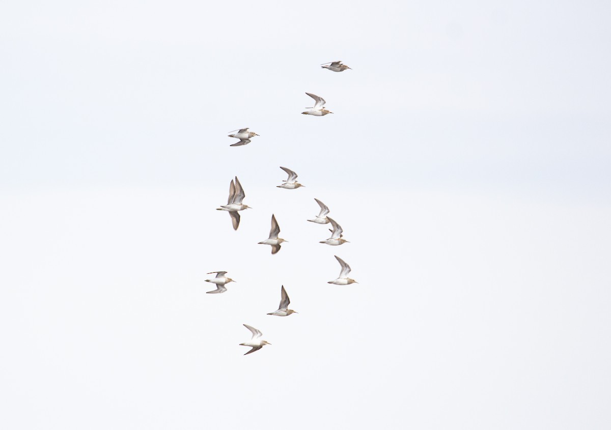 Pectoral Sandpiper - Rowan Gibson