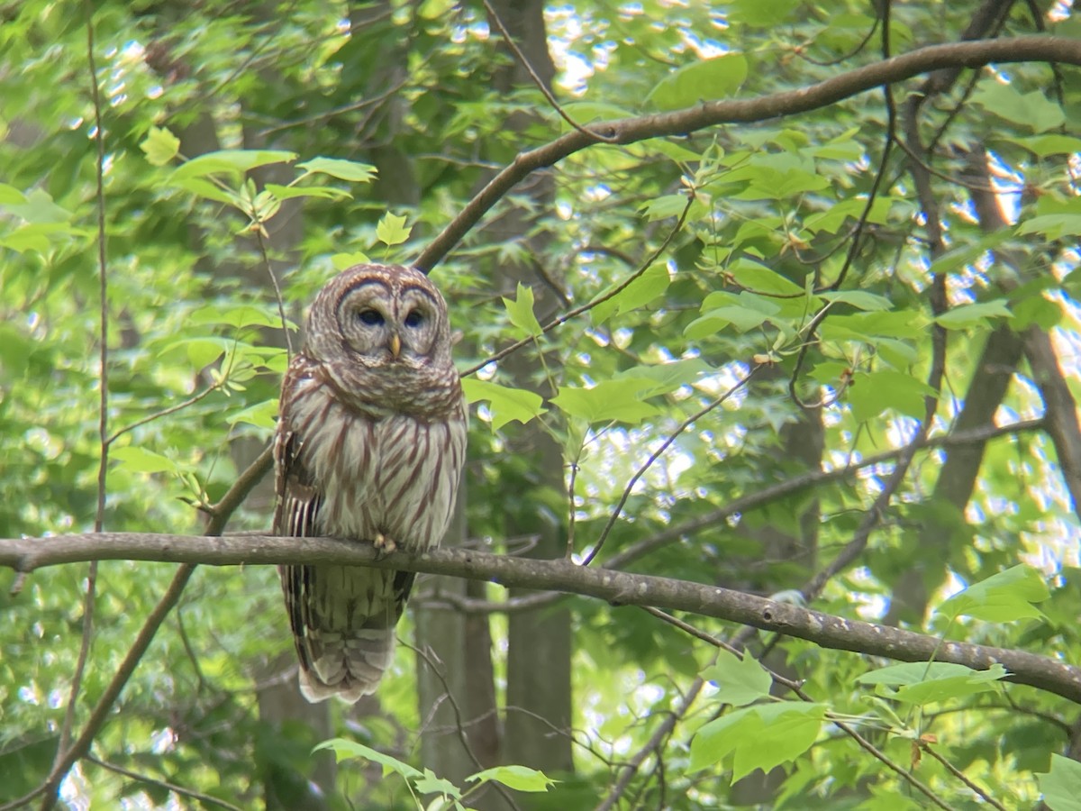 Barred Owl - ML617984820