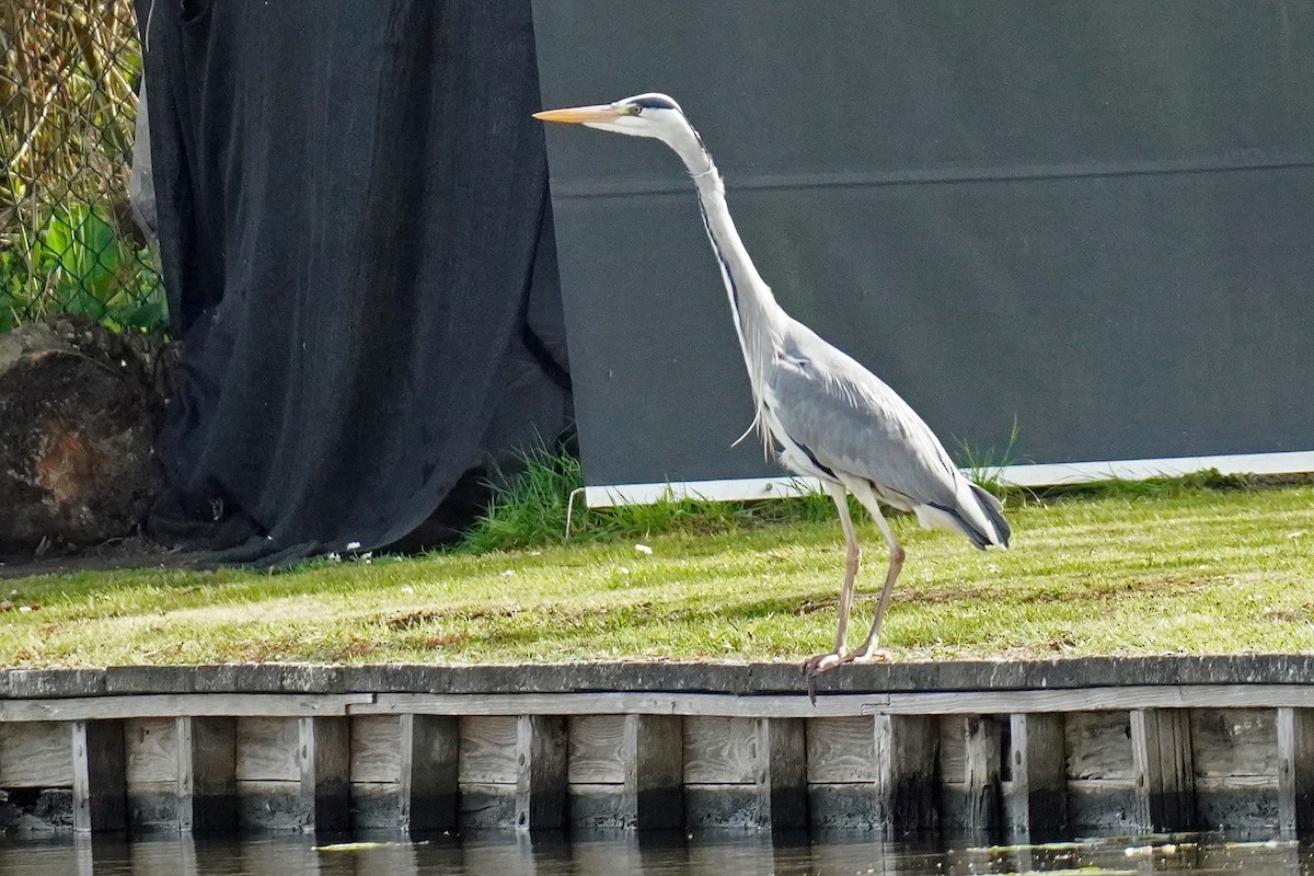 Graureiher - ML617984831