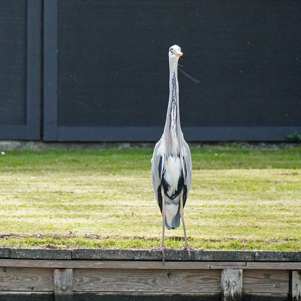 Graureiher - ML617984832