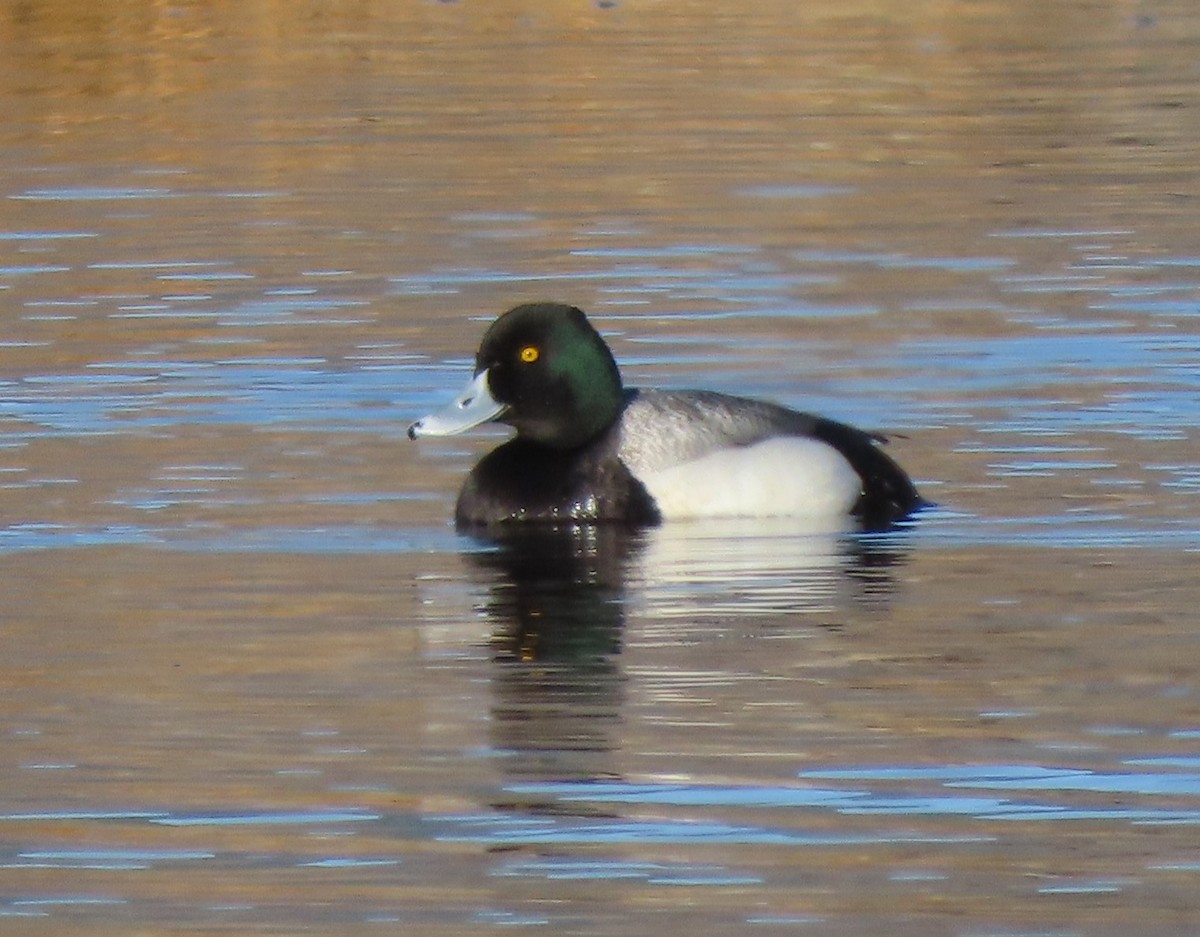 Lesser Scaup - ML617984843