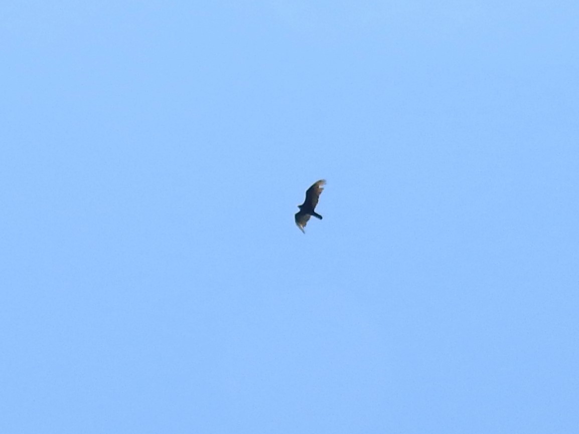 Turkey Vulture - ML617984893