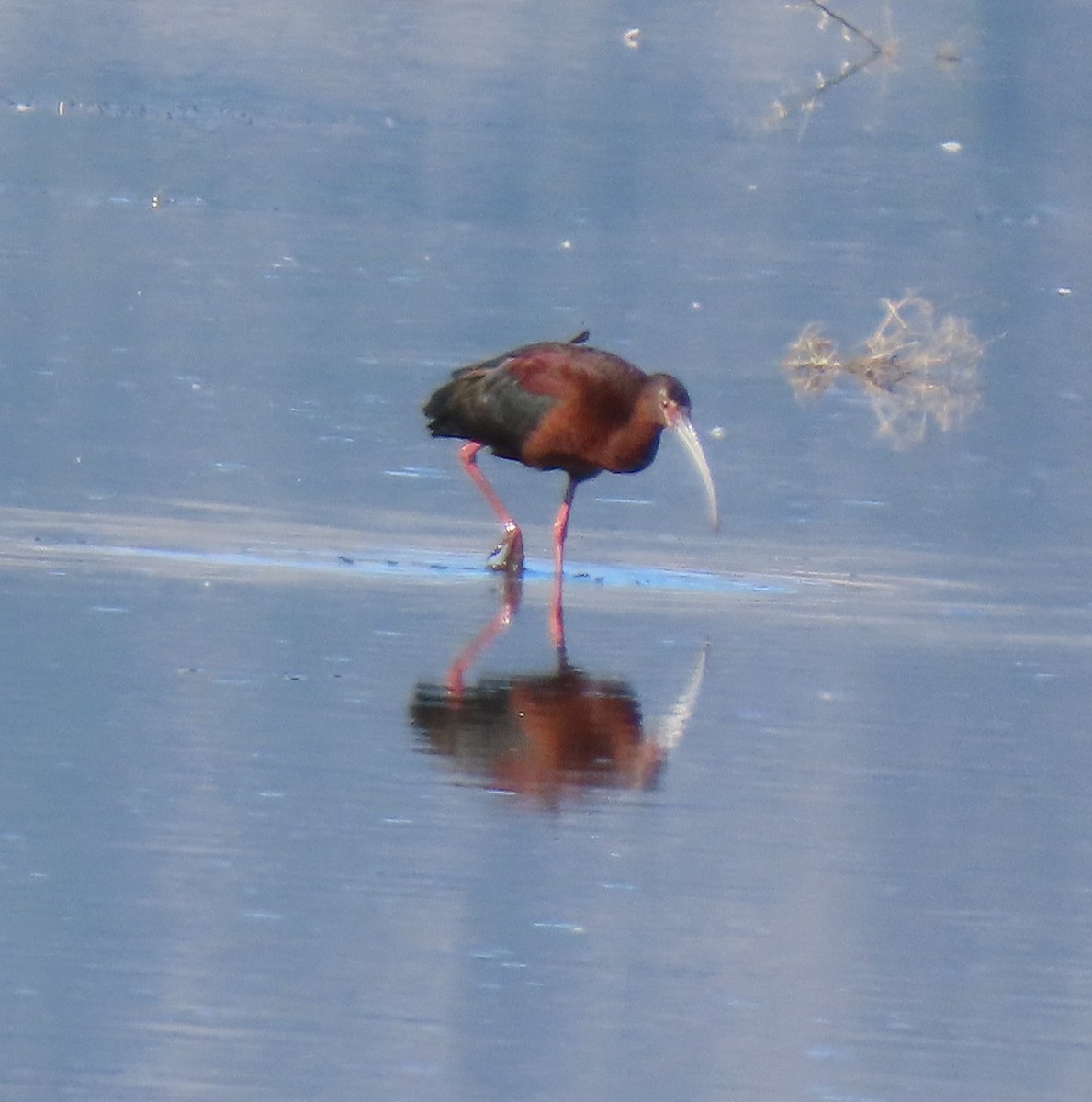 Ibis à face blanche - ML617984905