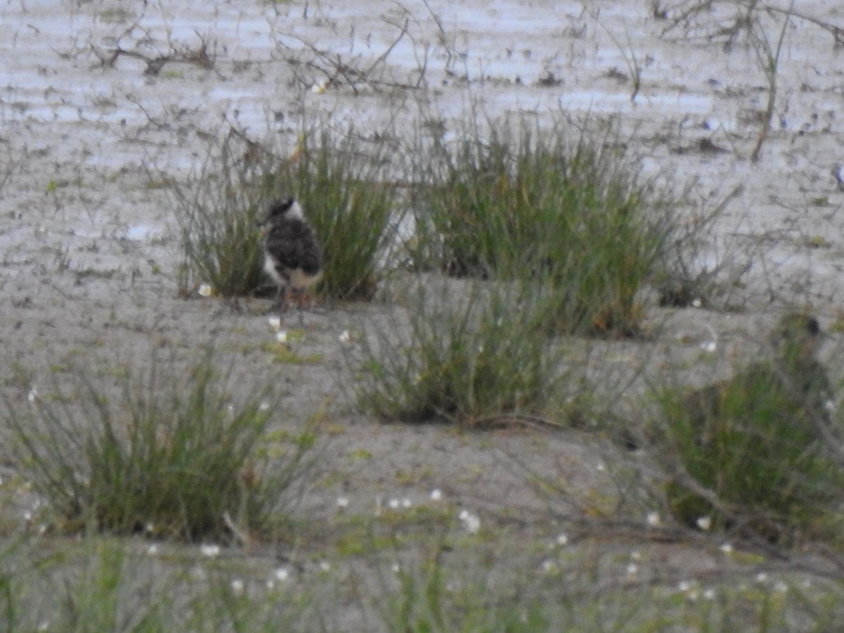 Northern Lapwing - Gary Losada