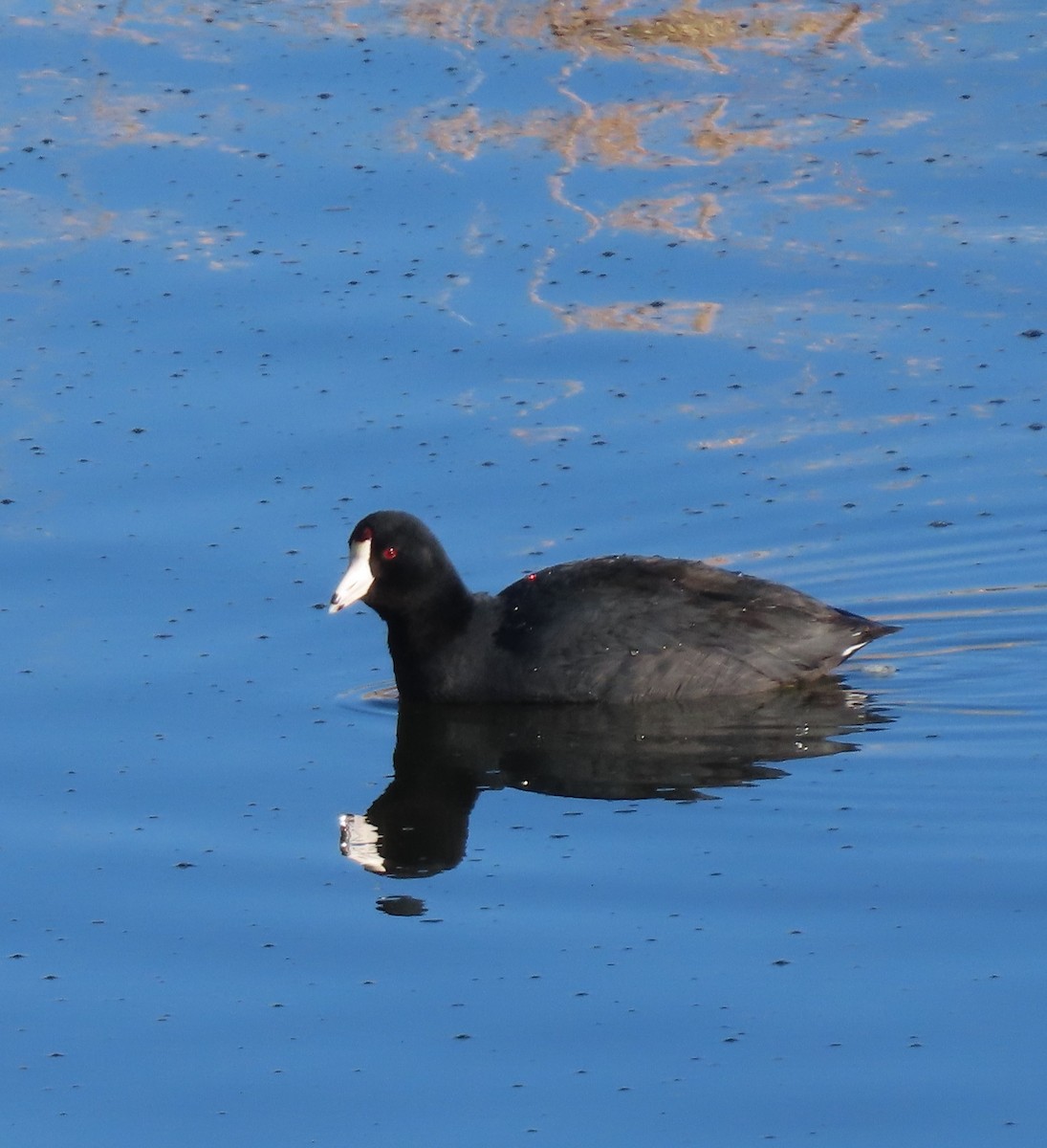 American Coot - Elaine Wagner