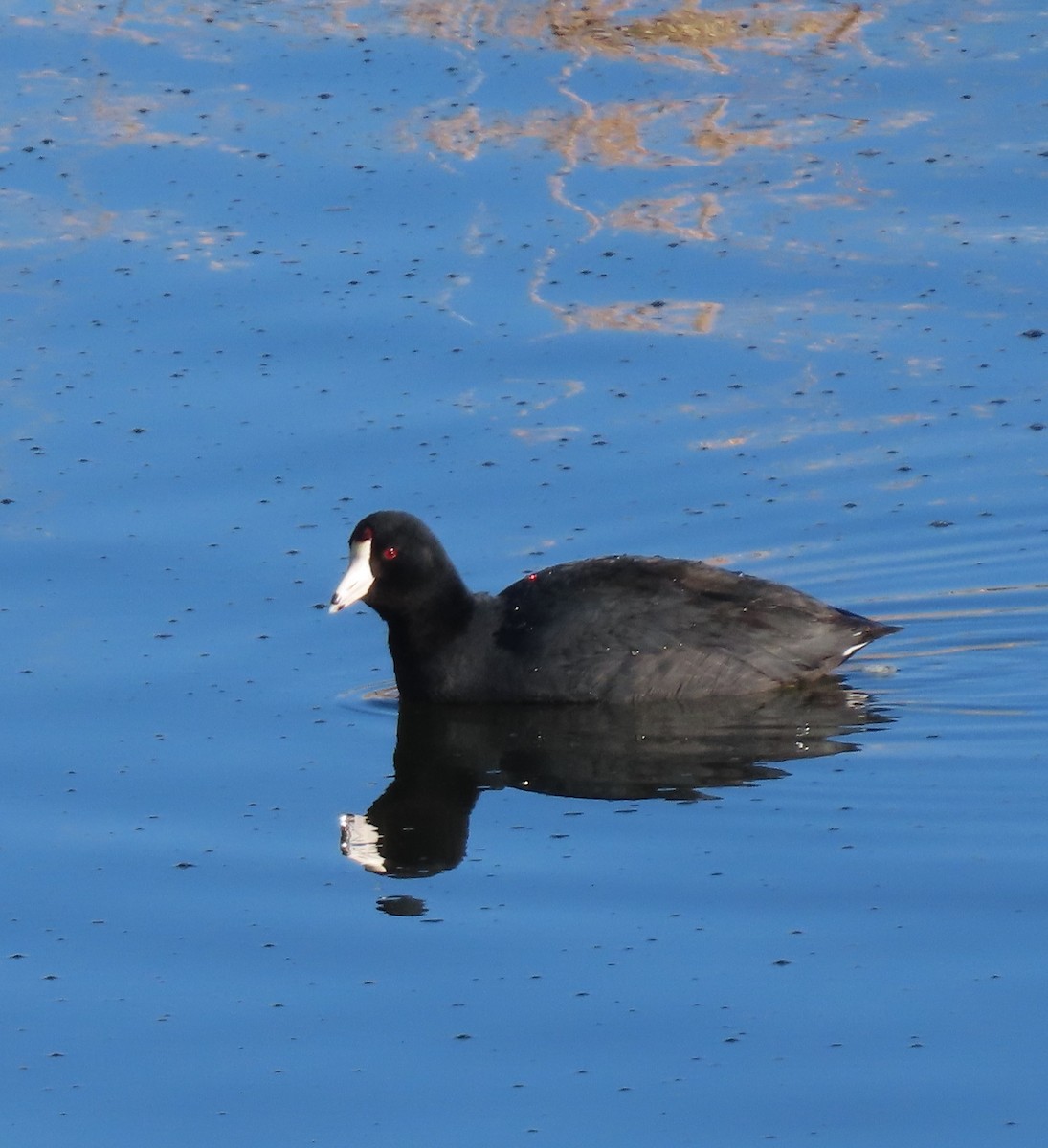 American Coot - ML617984919