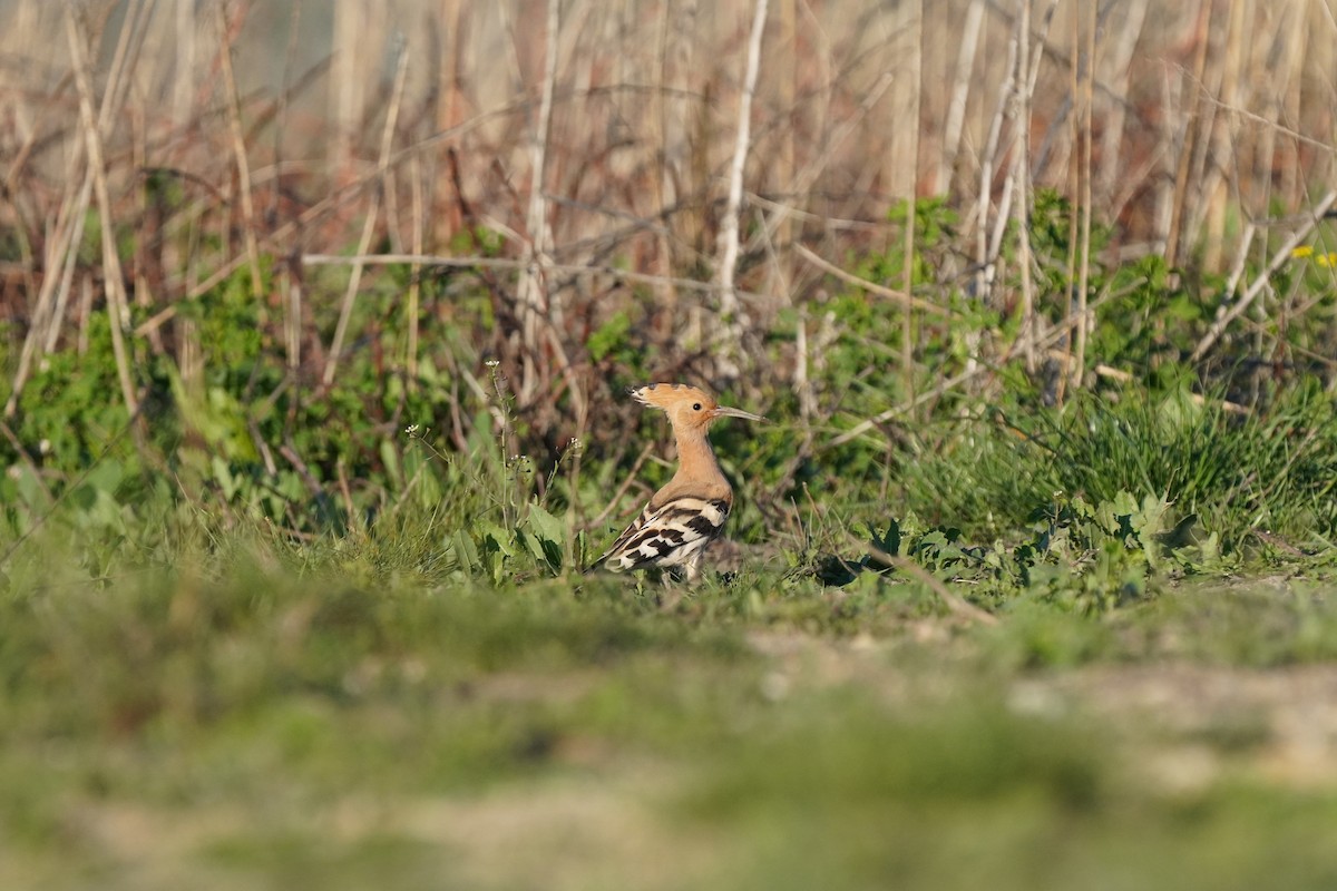 Eurasian Hoopoe - ML617984923