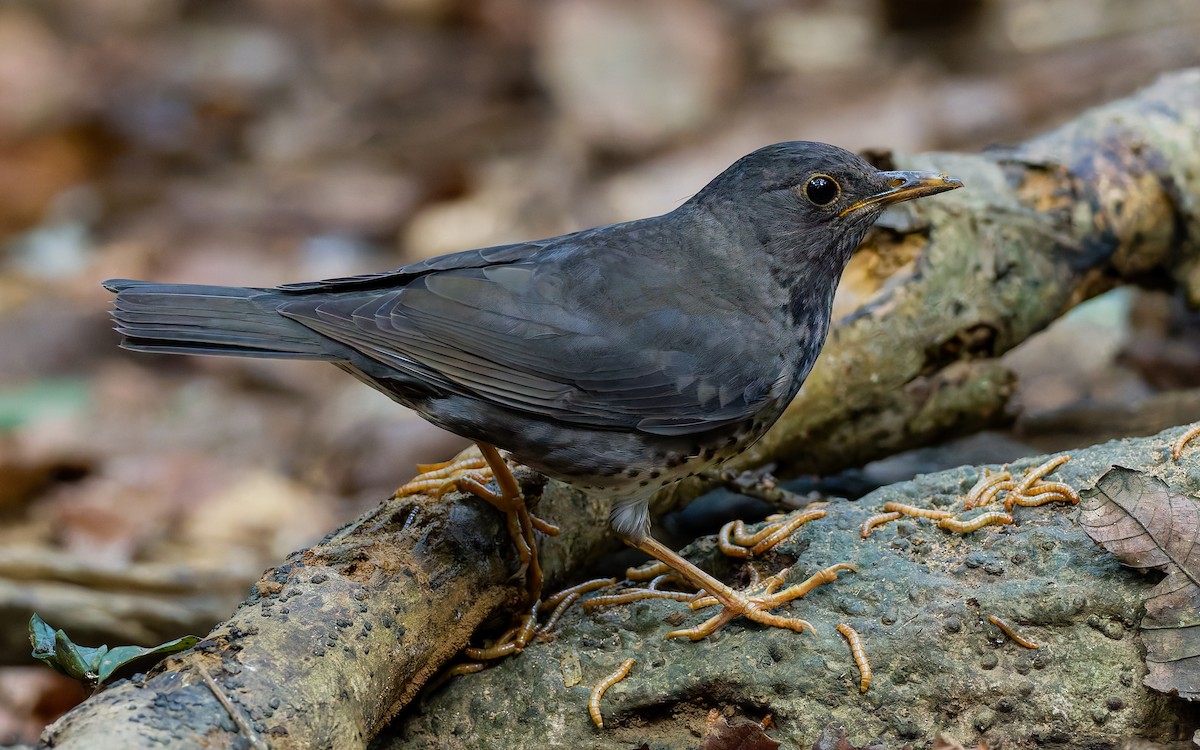 Japanese Thrush - ML617984924