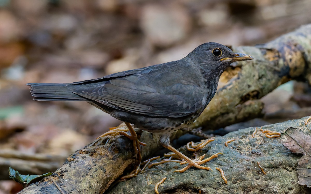 Japanese Thrush - ML617984929