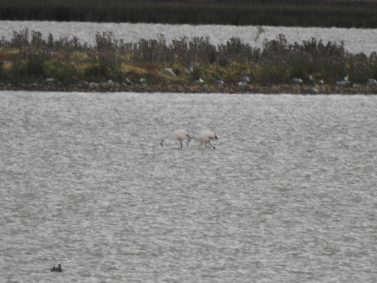 Greater Flamingo - Gary Losada