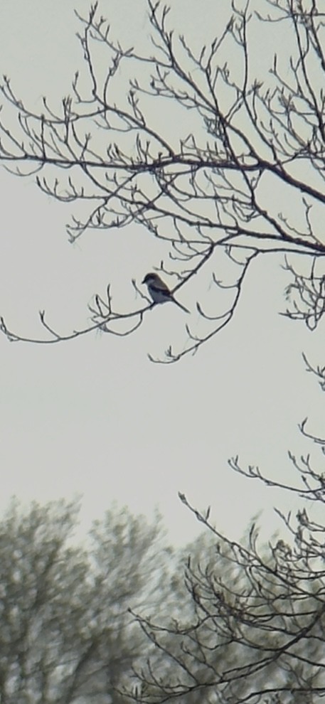 Loggerhead Shrike - ML617984937