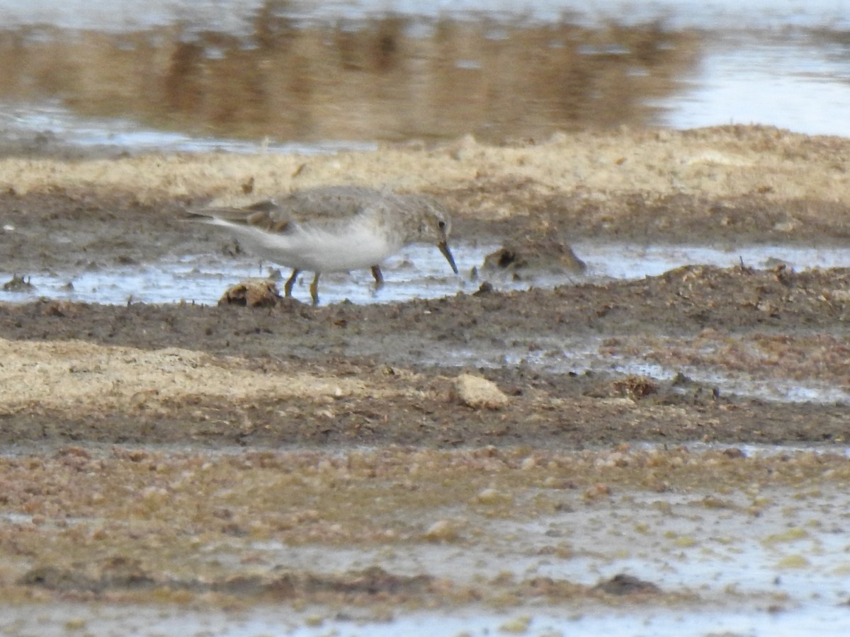 Temminck's Stint - Gary Losada