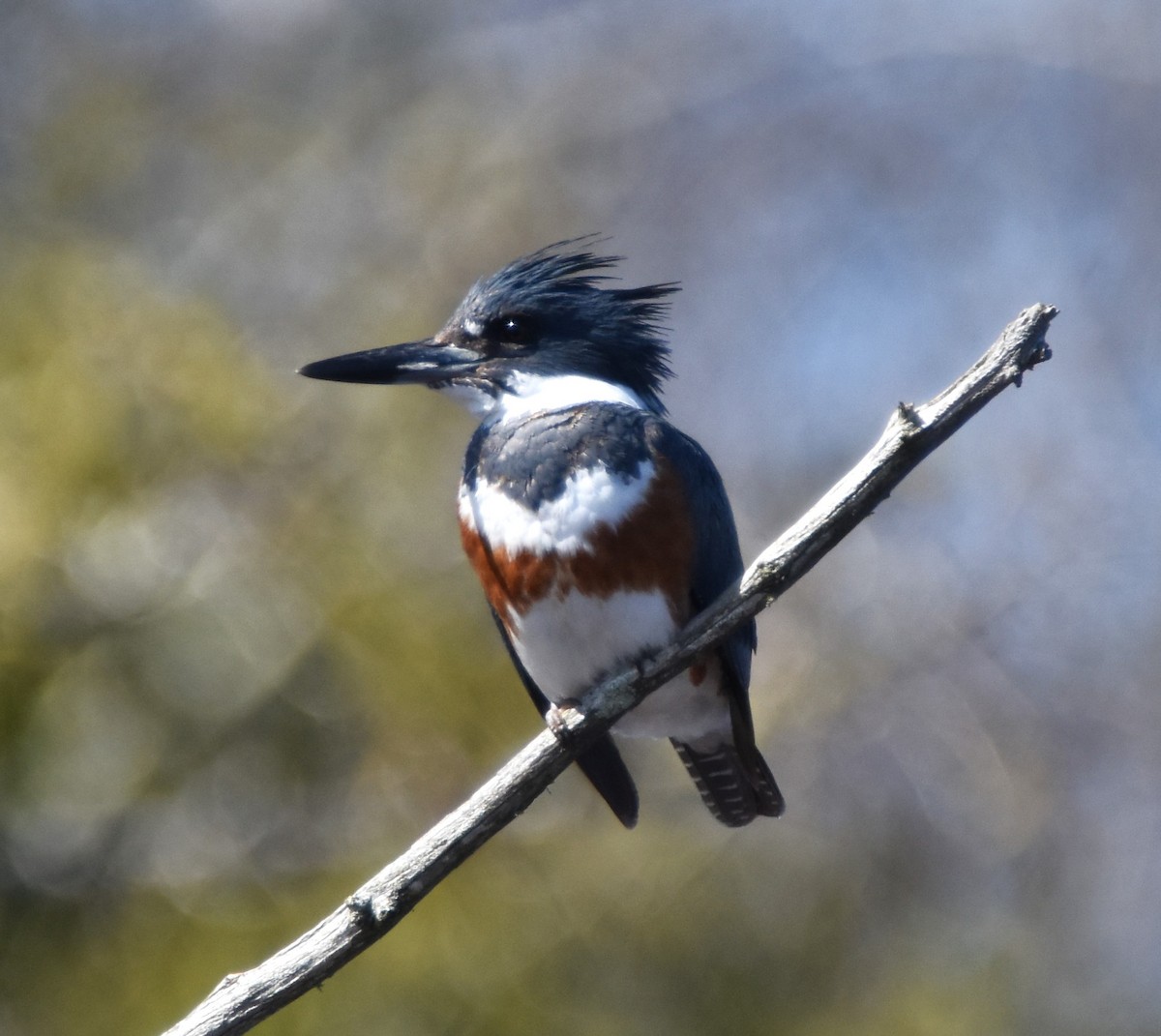 Belted Kingfisher - ML617984988