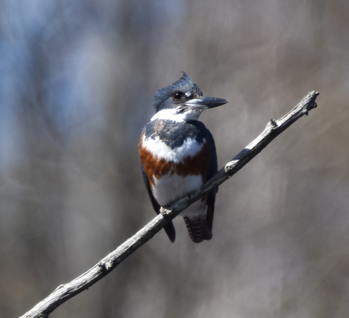 Belted Kingfisher - Keith Ewing