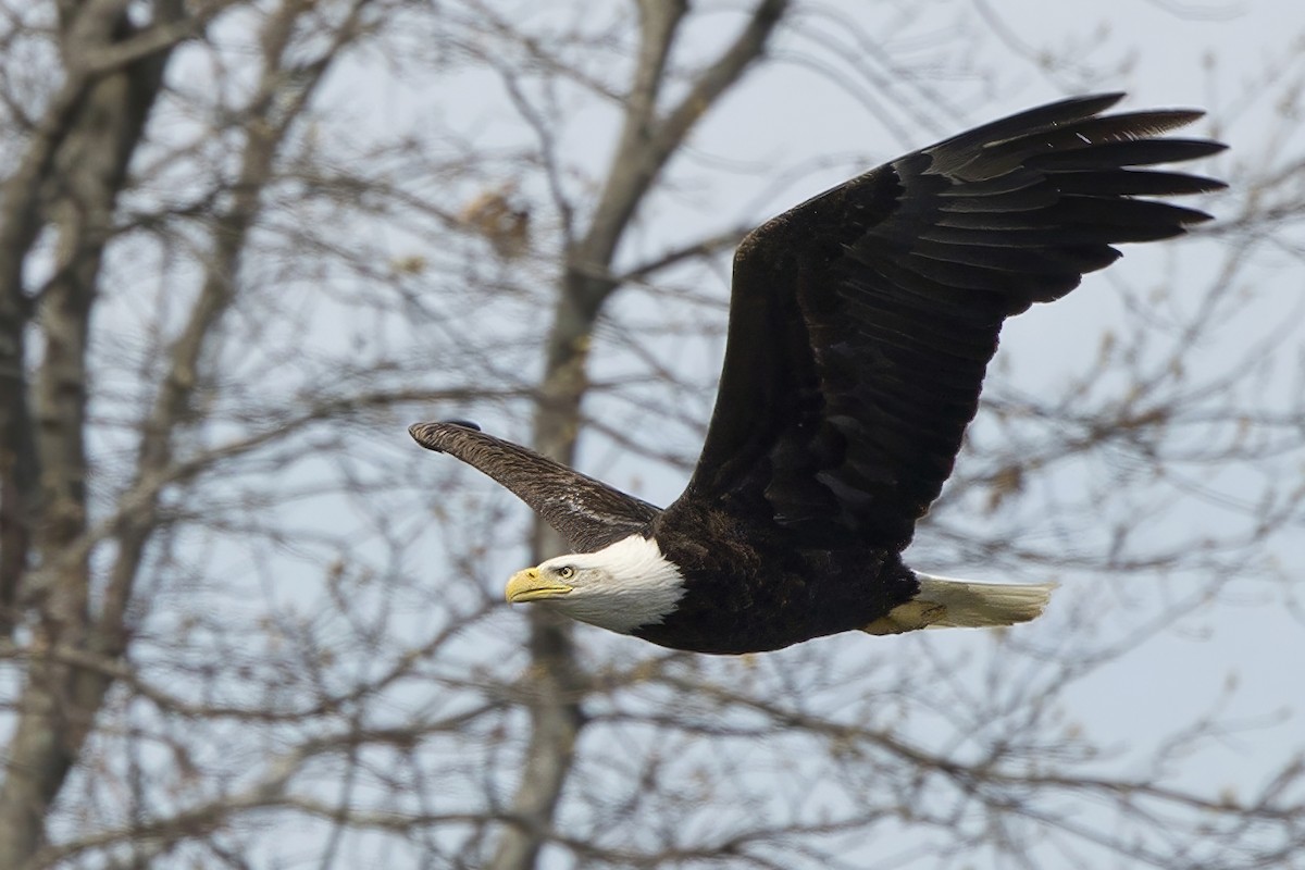 Bald Eagle - ML617984990