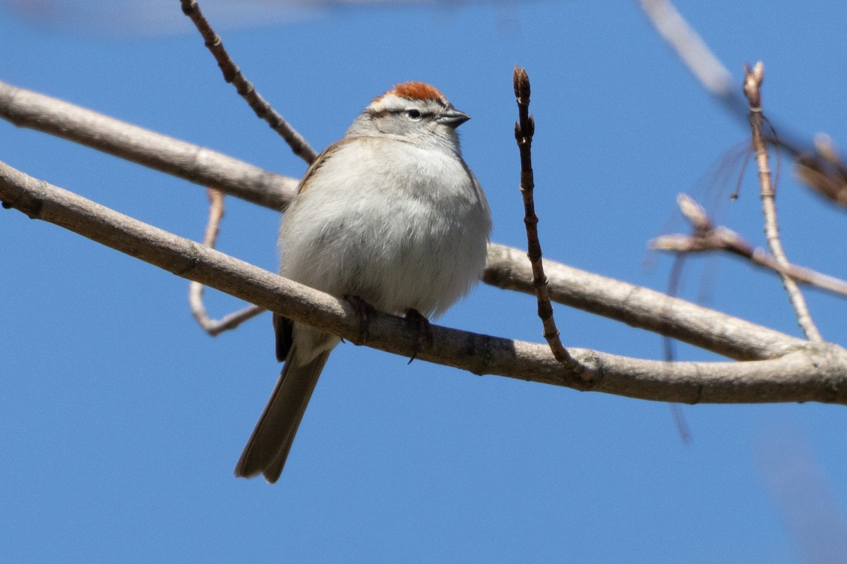 Chipping Sparrow - Scott Marnoy