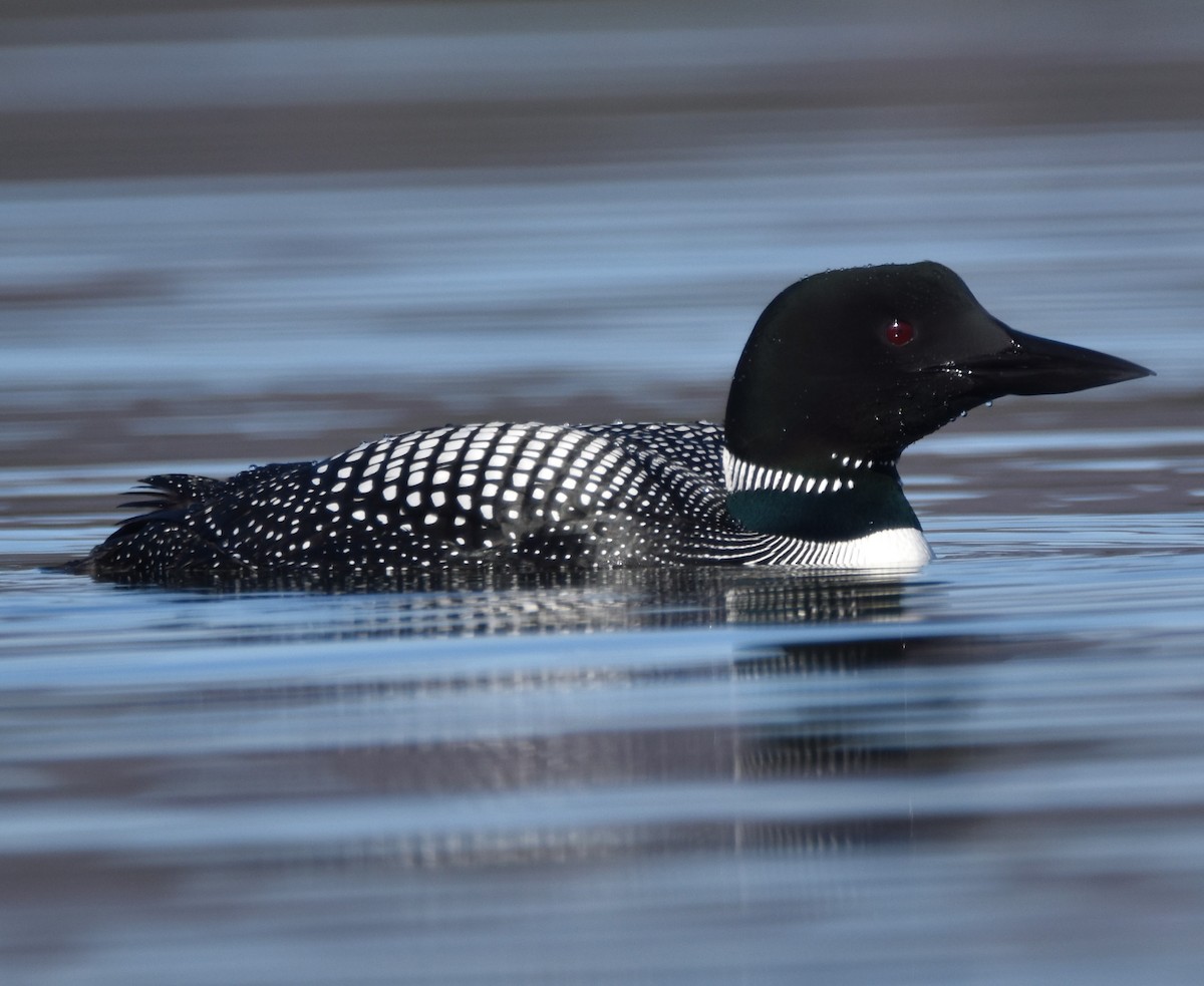 Common Loon - Keith Ewing