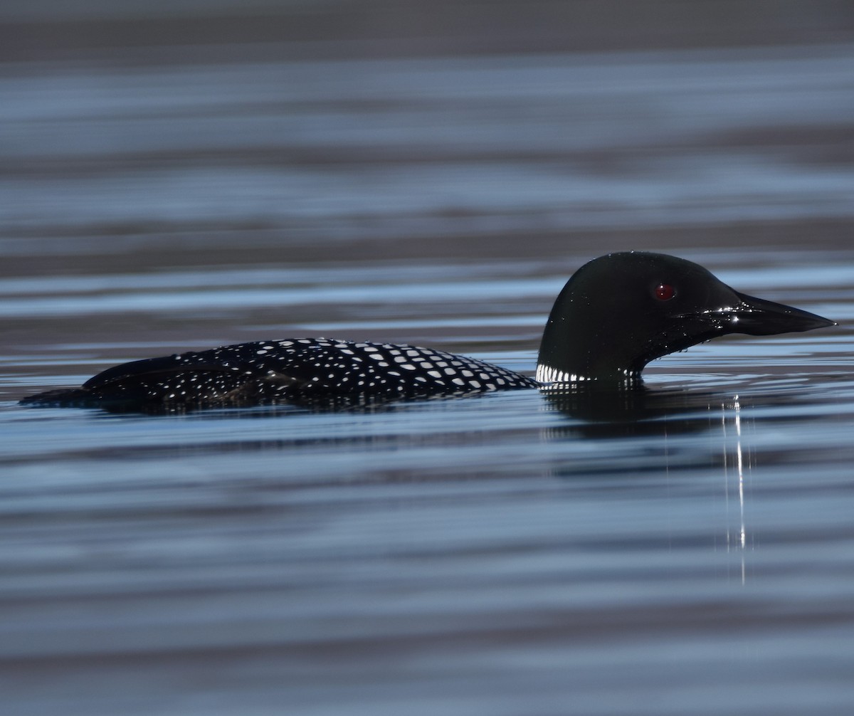 Common Loon - ML617985012