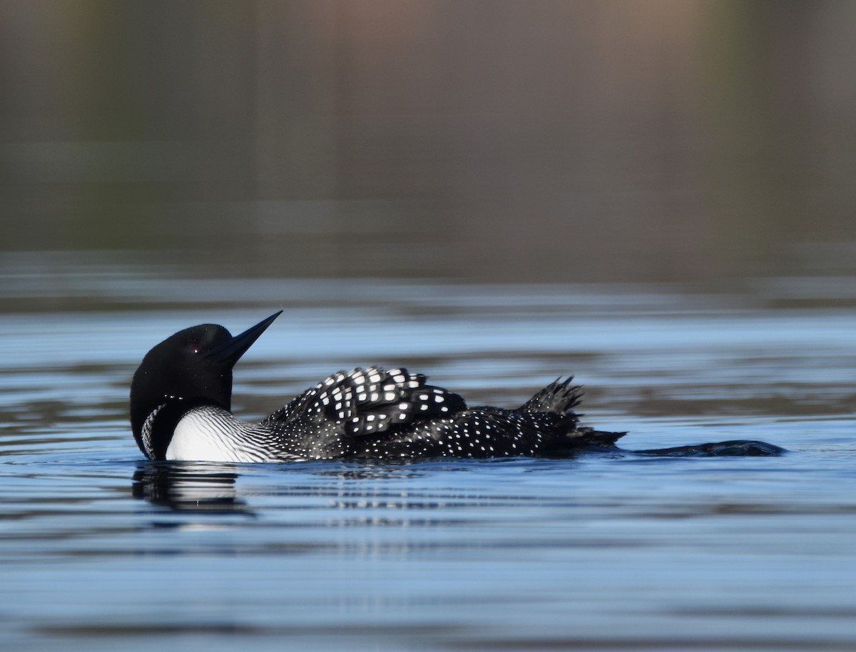 Common Loon - ML617985013