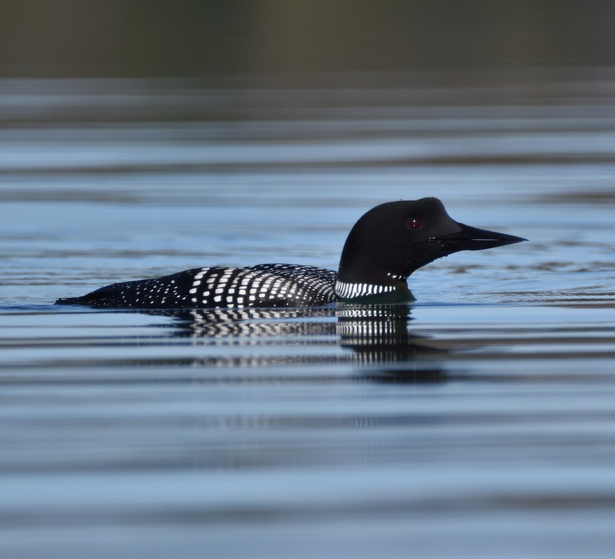 Common Loon - ML617985014