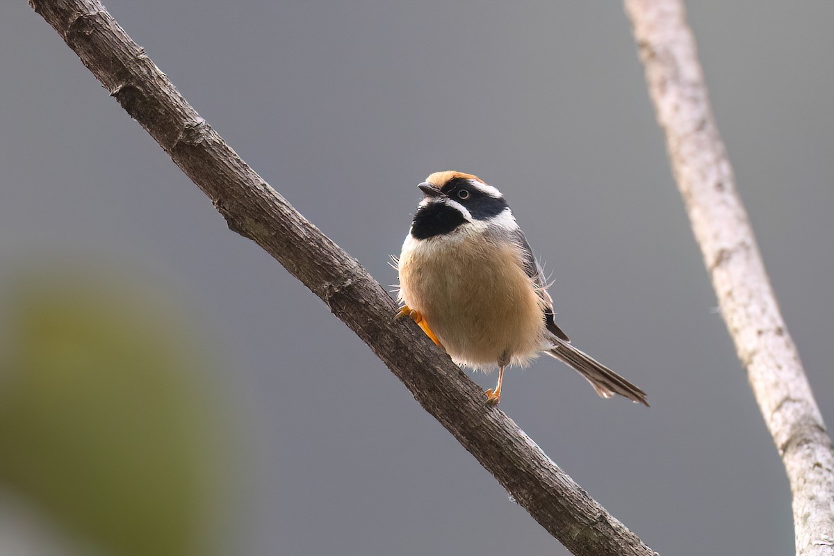 Black-throated Tit - ML617985022