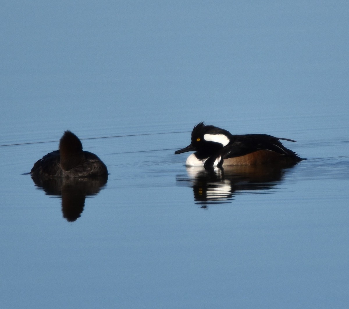 Hooded Merganser - ML617985023