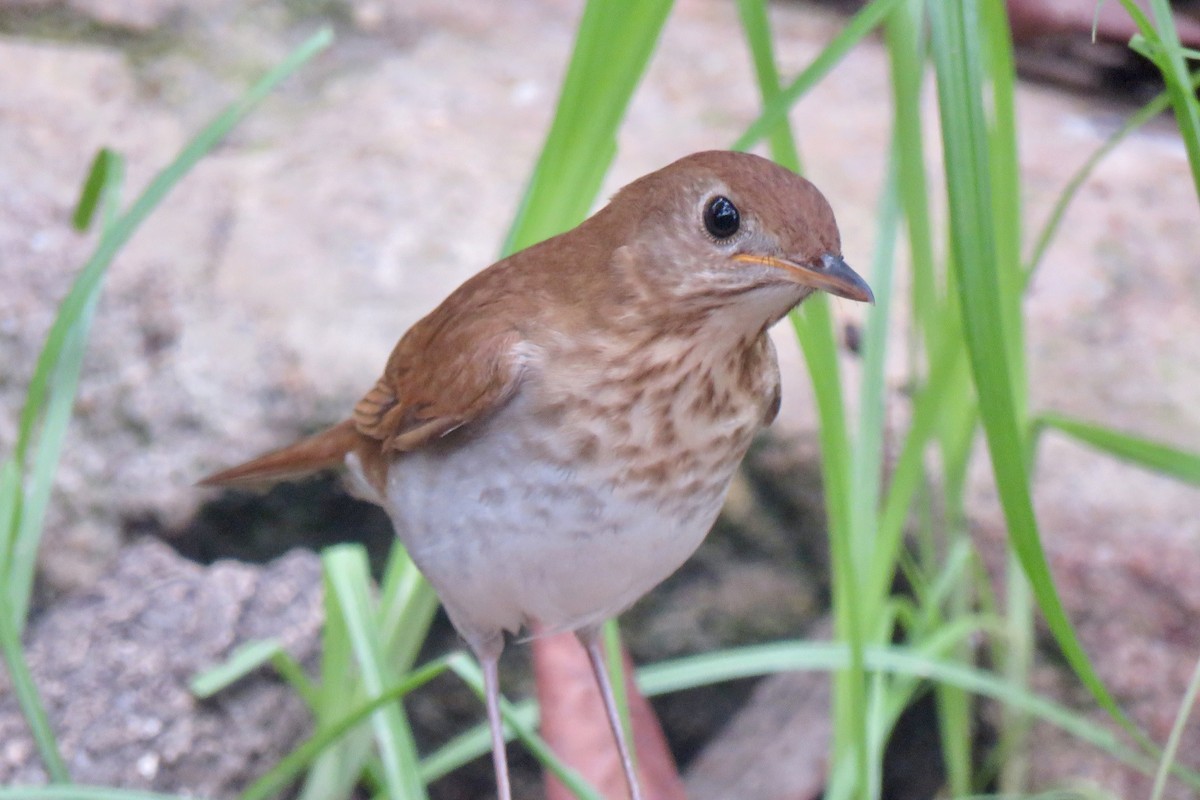 Veery - Nancy Clogston