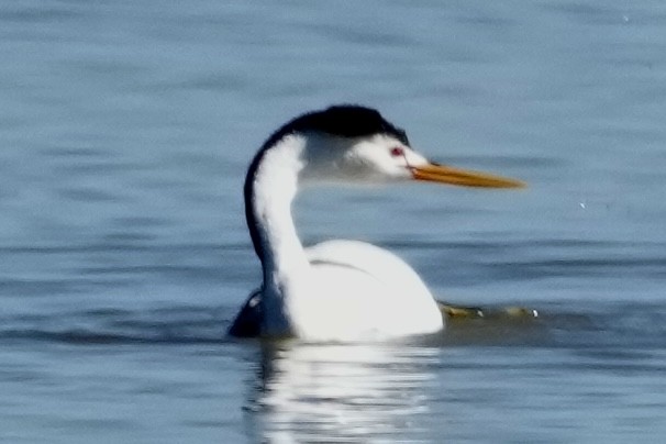 Clark's Grebe - ML617985056